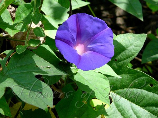 Blue Dawn Flower